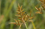 Yellow nutsedge <BR>Chufa